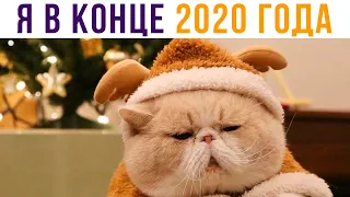 Я В КОНЦЕ 2020 ГОДА. Приколы с котами | Мемозг #526