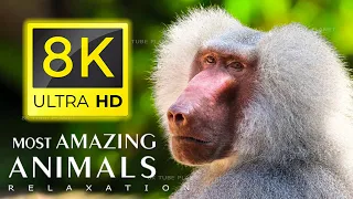 ANIMAL WORLD 8K - THE MOST AMAZING ANIMALS 8K ULTRA HD / 8K TV