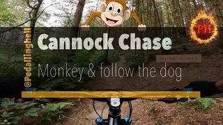 Cannock Chase Monkey & Follow the dog red MTB trails