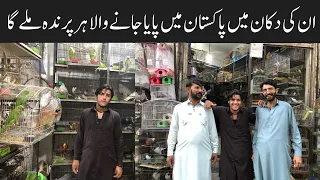 College Road Birds Market 🦜Rawalpindi | Fancy Hens 🐓|