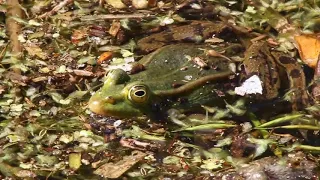 Marsh frog / Озёрная лягушка / Pelophylax ridibundus