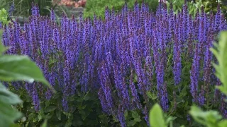 Perennial Salvia Production Tips | Walters Gardens