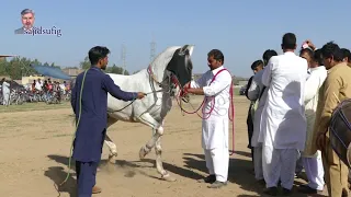 Amazing Horse dance in pakistan 2019 No.10