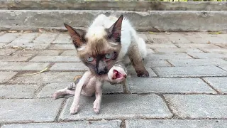 "Please Don't Leave, My kitten is Dying" Crying mother cat brought her Dying Kitten to a Man's Shop!