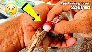 Budgie Egg Binding Problem Solving | How to Solve Birds Egg Binding issue