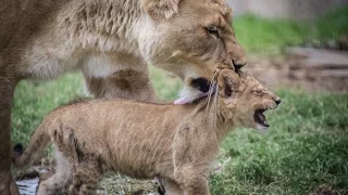 Kya's cubs venture outside with the family