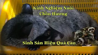 Chia Sẻ Kinh Nghiệm Nuôi Chồn Hương Sinh Sản Hiệu Quả