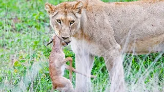 Baby Impala Fights Back With Head inside Lion's Mouth