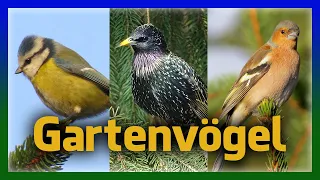Gartenvögel bestimmen - Aussehen, Gesang, Rufe | Singvögel in unseren Gärten