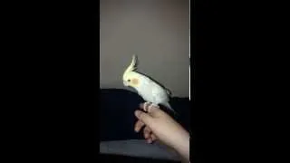 How cockatiels fly with properly clipped wings