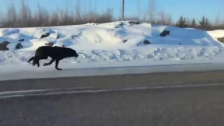 Волки устроили забег на трассе в Канаде