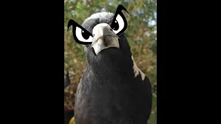 Proof That EYES STOP MAGPIE ATTACKS!