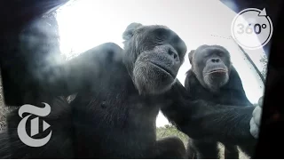 Selfie Lessons From A Chimp (She Stole Our Camera) | The Daily 360 | The New York Times