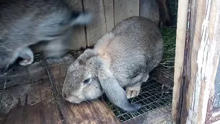 Подготовка кролика к зиме