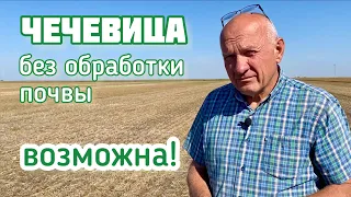 3 причины выращивать чечевицу