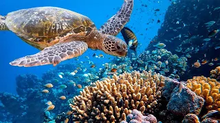 3 HRS of 4K Turtle Paradise - Undersea Nature Relaxation Film + Piano Music by Healing Soul #14