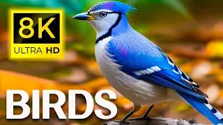 8K  Beautiful Bird  - Unveiling the Stunning Beauty of Colorfully Dynamic Birds in 8K Ultra HD