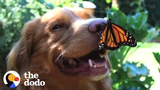 This Dog Is Best Friends With Butterflies | The Dodo