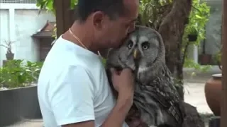 How to create an amazing bond with any owl // HOW TO BOND WITH YOUR OWL // CRUCIAL BONDING TECHNIQUE