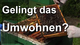 Bienen: Volk umwohnen Teil 1 - Von der Segeberger Beute DN in die Paradise Honey Bee Box Langstroth