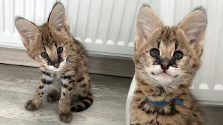 ACQUIRED A SERVAL CAT / Miracle cat learning