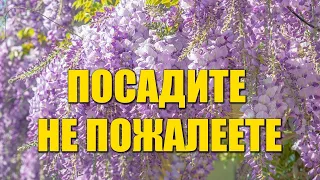 3 САМЫХ НЕПРИХОТЛИВЫХ И КРАСИВЫХ КУСТАРНИКОВ, КОТОРЫЕ МОЖНО ПОСАДИТЬ В САДУ И НА ДАЧЕ!