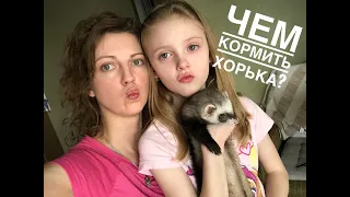 Чем кормить хорька?