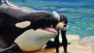 Orca Show Loro Parque Tenerife