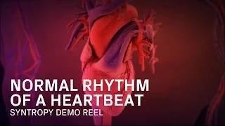 Normal Rhythm of a Heartbeat  - Medical Animation