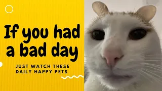 If you had a bad day, just watch these daily happy pets | Day 32