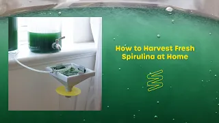 Growing Spirulina at Home - "How to Harvest" (Overview)