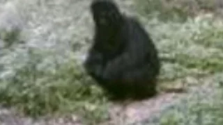 REAL FEMALE BIGFOOT CAUGHT ON CAMERA 2017!? [BIGFOOT EVIDENCE]