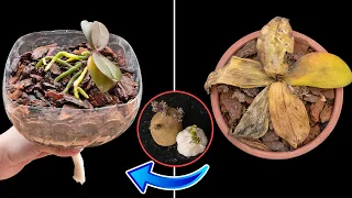 Surprised with how to revive rotten orchids that few people know | Use only garlic and potatoes