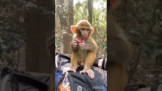 Funny  Monkey 🙈😍 [ unique animals 79 ]#shorts #оценкаканалов #приколы #coub #реакция#funnyvideo(2)