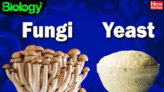 What are Fungi? | What are Yeasts? | Bread Mould | Biology | Home Revise