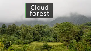 Nature sounds - dawn chorus in the cloud forest