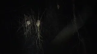 Bigfoot Sasquatch Night Hunt Inspired By Mysterious Figures In Tree Line