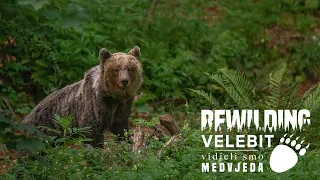 Medvjed na Velebitu - REWILDING VELEBIT promatračnice za divlje životinje