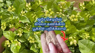 இந்த டிப்ஸ் போதும் ஒரே செடியில் கிலோ கணக்கில் பூக்கள் பறிக்கலாம் || Jasmine plant  growing tips