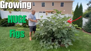 How to Grow Huge Figs