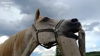 Yegua revolucionando a potros jóvenes futuros sementales. Caballos y yegas Arabian Horses 26 09 21