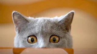 Best Funny Videos Cats Compilation Most Popular