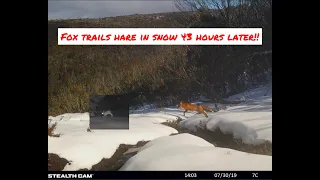 Fox trails hare in snow 43 hours later!! Stealth Cam trail camera wildlife footage