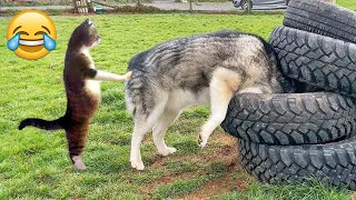 Try Not To Laugh Dogs And Cats 😁 - Best Funniest Animals Video 2024 - Part 28