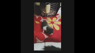 Kitten "Baby" run away from Cage 😜😁😀