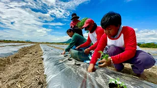 Discover the Future of Farming: Precision Farming with an Actual Set-Up