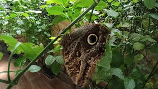 Dubai butterfly garden  / Сад бабочек в Дубае