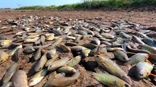 amazing fishing! a fisherman catch many fish in field when dry season catch by hand / Top Fishing