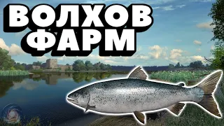 Лосось + Щука + Жерех | ФАРМ | р. Волхов | Русская Рыбалка 4