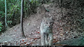 A montage of wildlife behind our home in Hendersonville, NC.